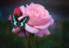 Butterflies and Roses