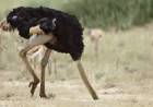 The Ostrich
