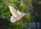 THE DOVE (Genesis 8: 8-9)