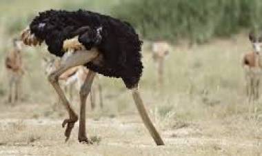 The Ostrich