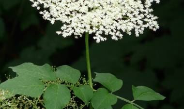 Understanding The Spirit of Counsel