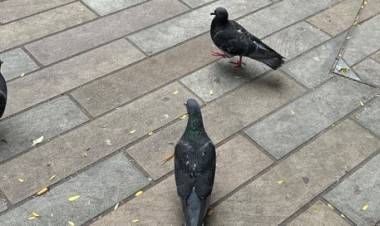 An Academic expose on Jezebel