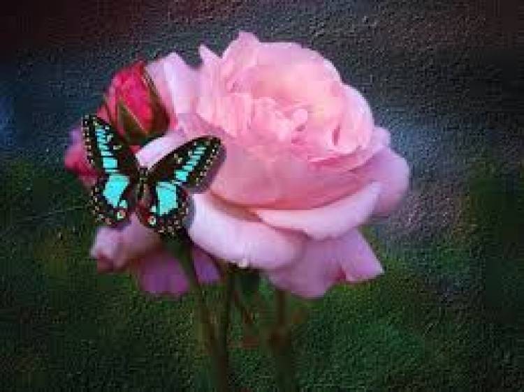 Butterflies and Roses