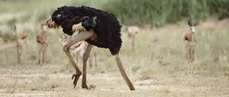 The Ostrich