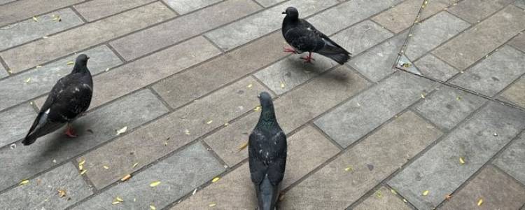 An Academic expose on Jezebel